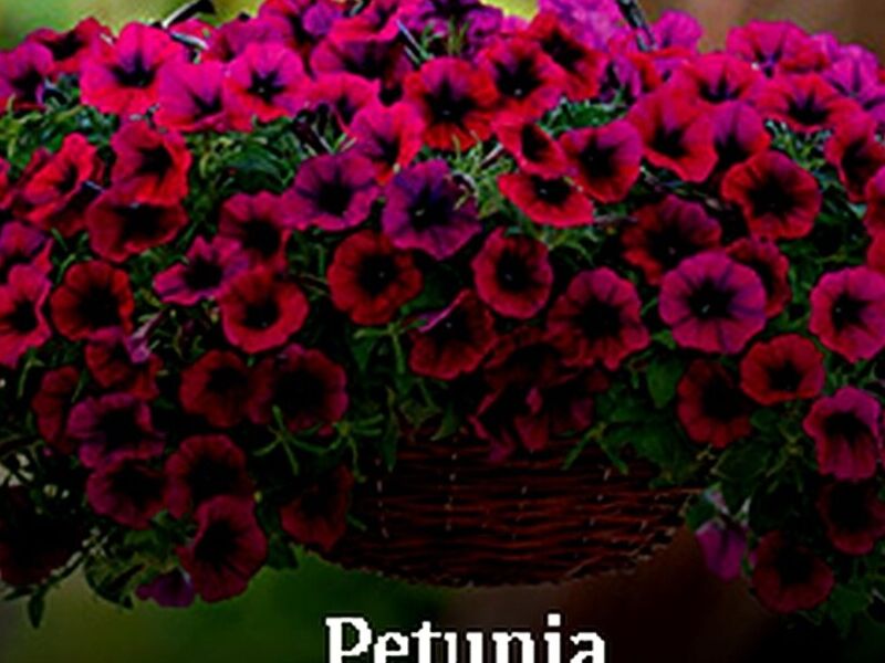 Petunia Tepic