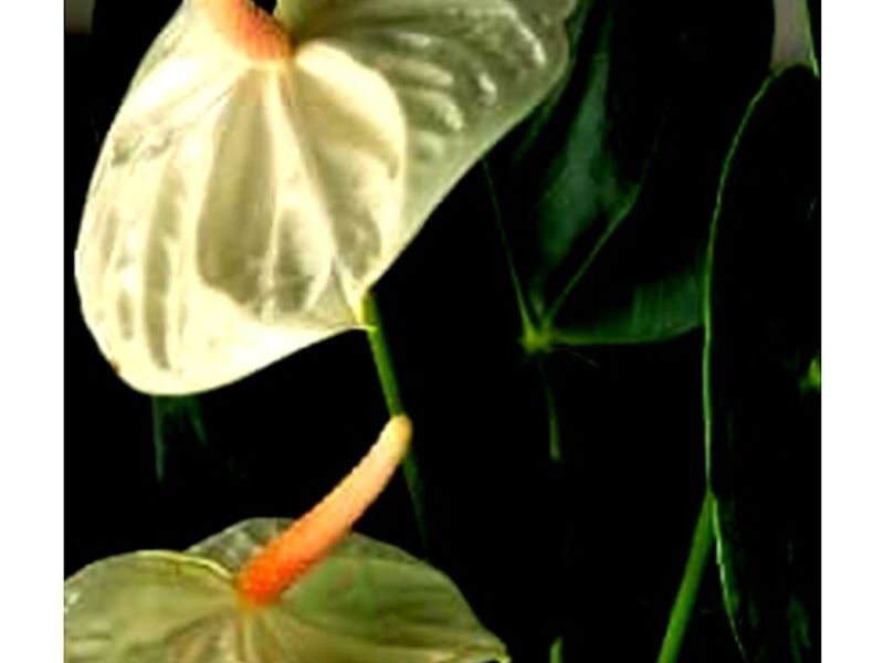 Anturio