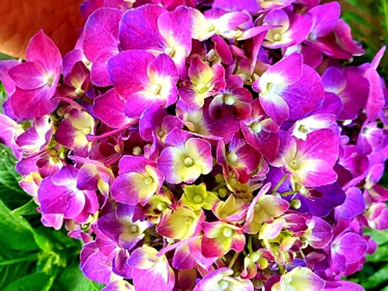 Hortensia Tepic