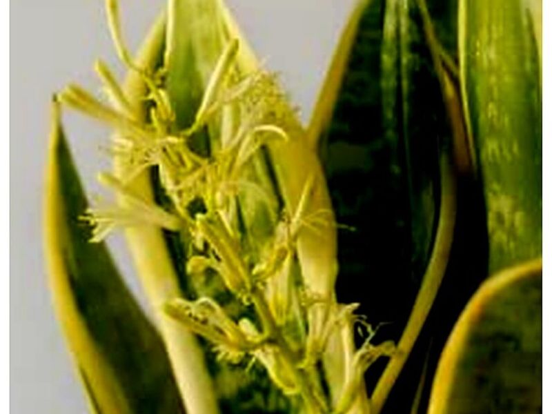 Sansevieria Tepic
