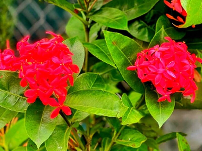Flor Roja Tepic