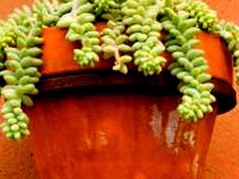 Sedum Burrito Quintana Rooo