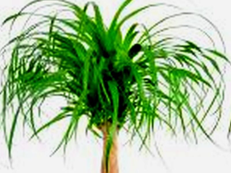 Planta Elefante Quintana Roo