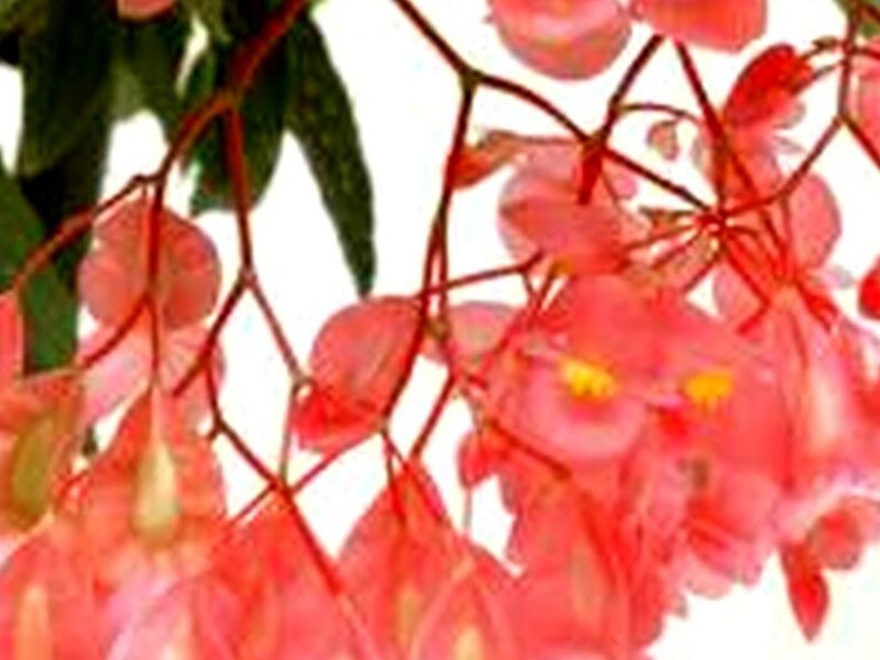 Begonia Tamaya Quintana Roo