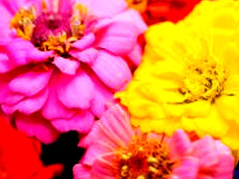 Zinnia Quintana Roo