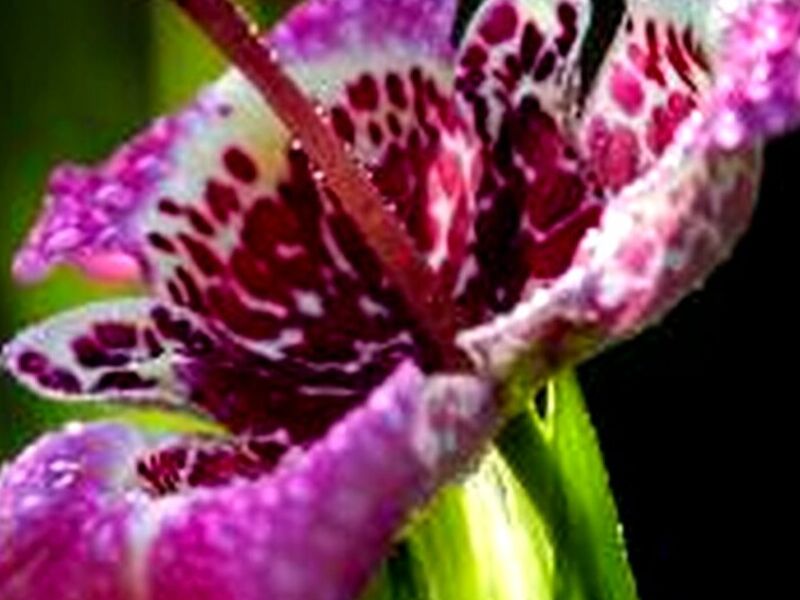 Flor Un Dia Quintana Roo