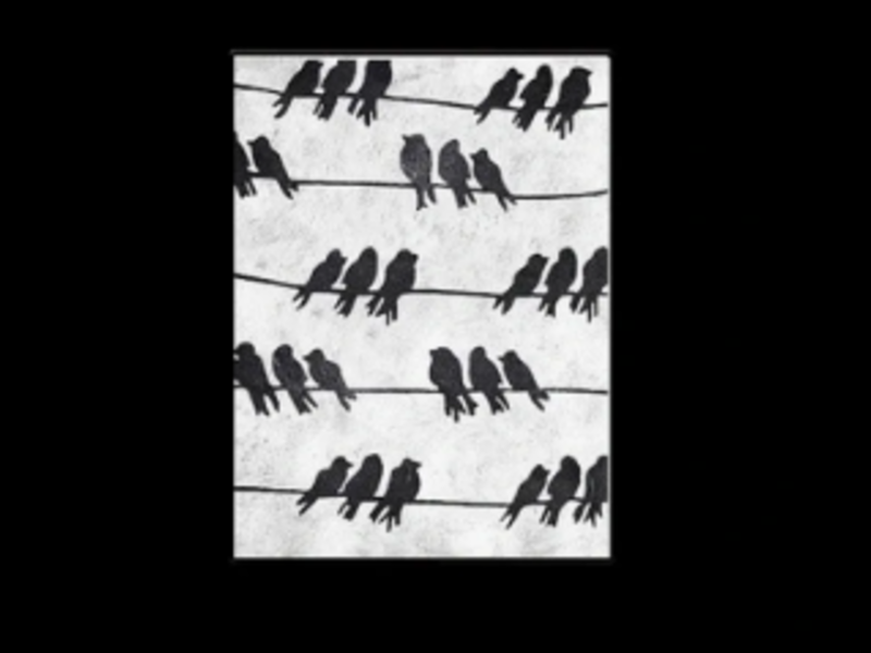 Birds CDMX