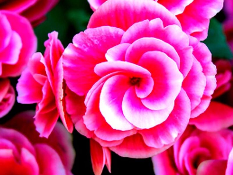 Begonias Obregon