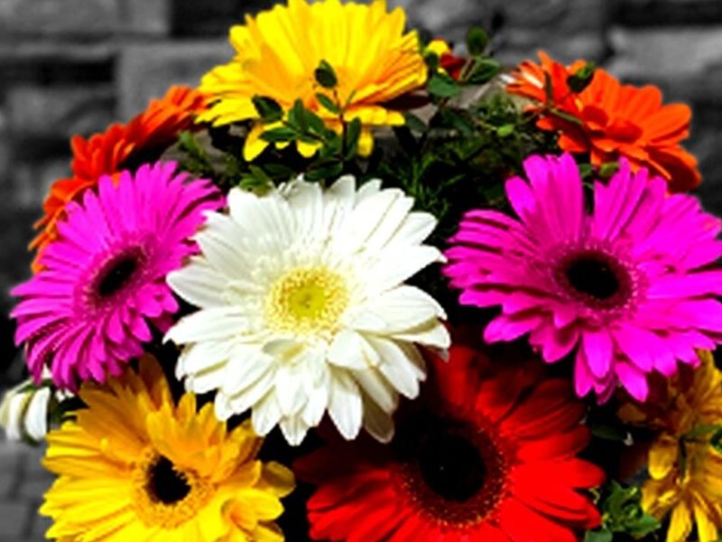 Gerberas Obregon