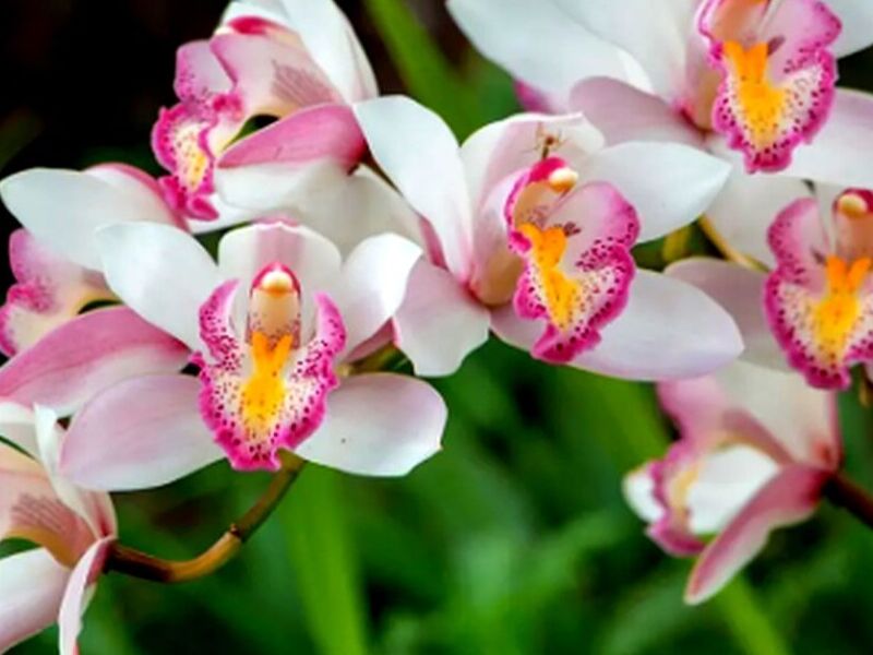 Orquideas Obregon
