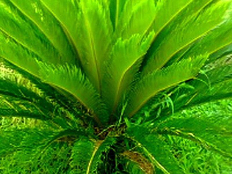Palmeras Obregon