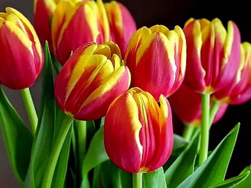 Tulipanes Obregon