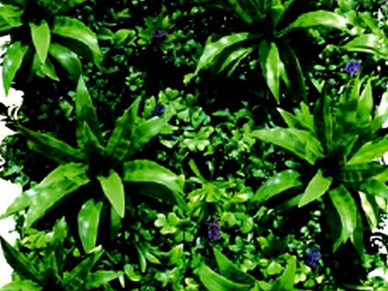 Igazu Cancún