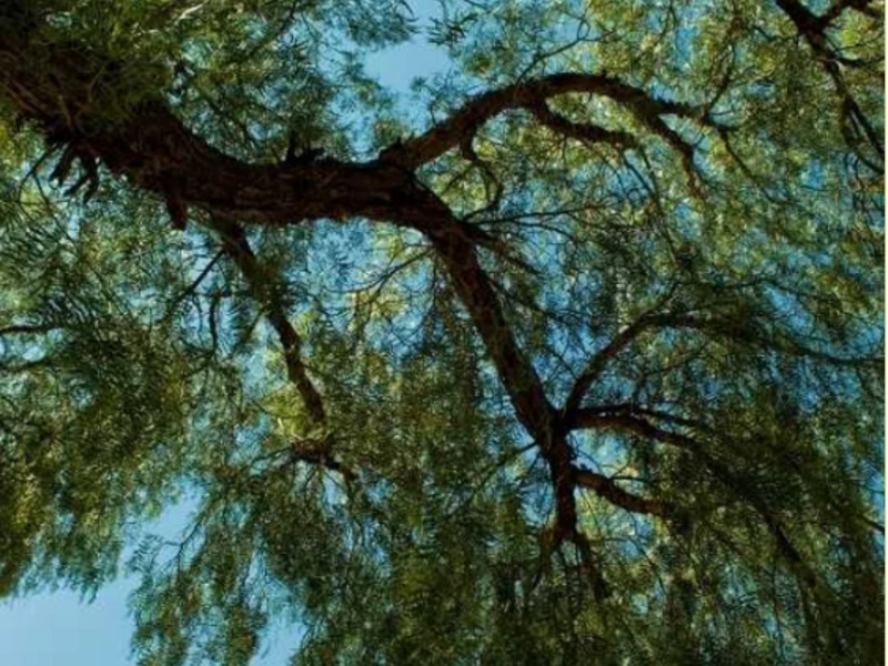 Arbol Pirul Mexico
