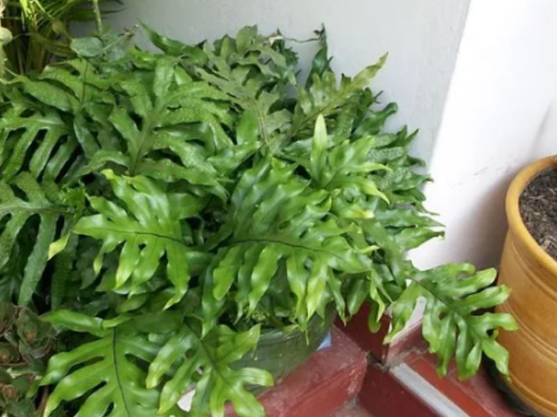 Helecho Microsorum Mexico