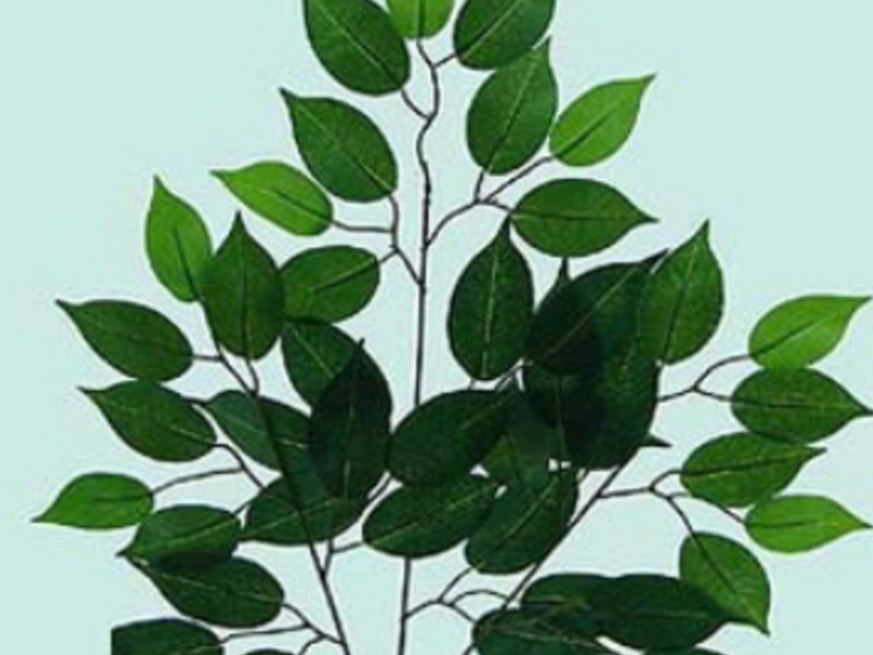 V. Fikus Mexico