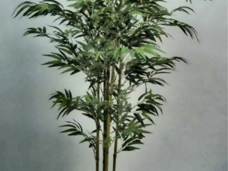 Arbol Mexico