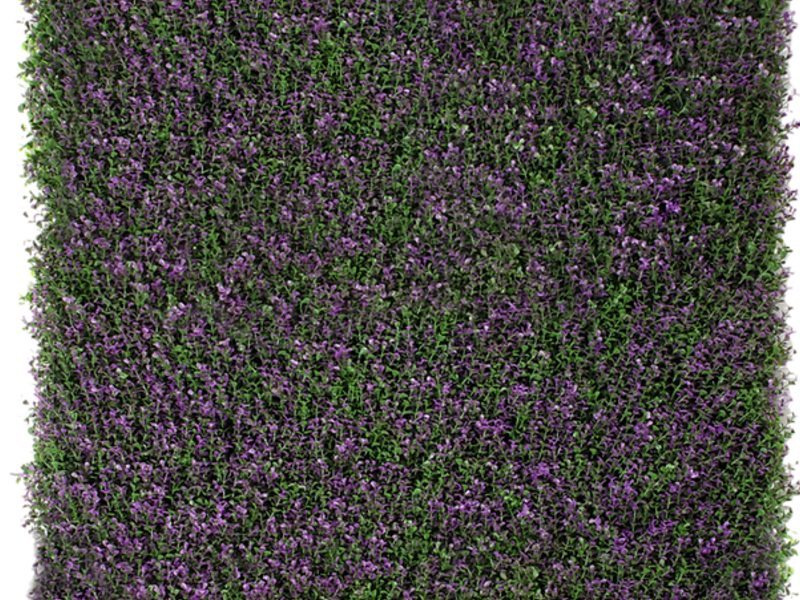 Lavanda Mexico