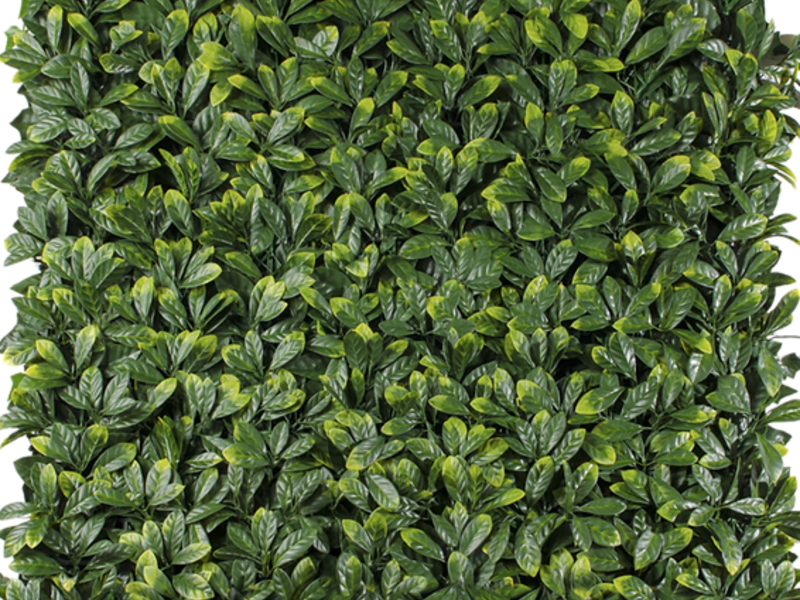 Laurel de la India Mexico