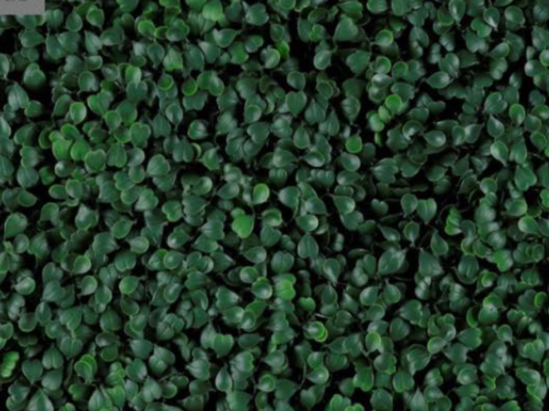 FOLLAJE GREEN BOXUS POZA RICA