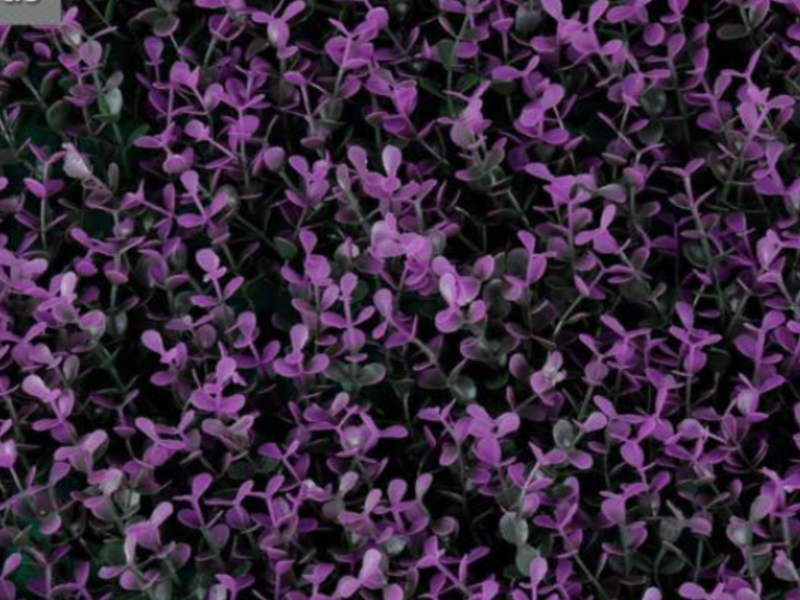 FOLLAJE ARTIFICIAL PURPLE BOXUS POZA RICA