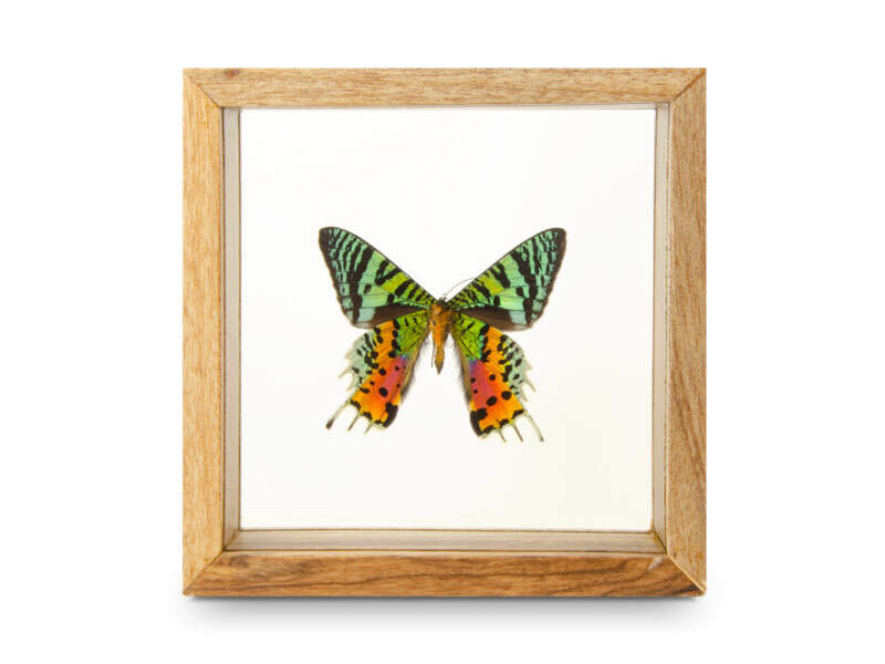 Cuadro mariposa CDMX