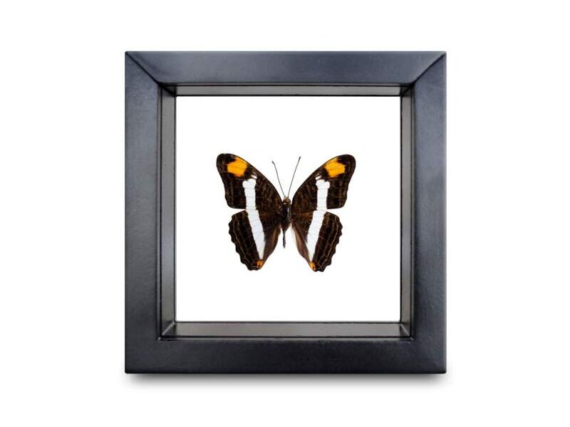 Cuadro mariposa adelpha CDMX