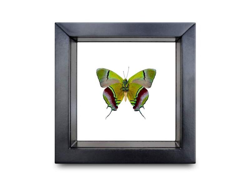 Cuadro mariposa evenus regalis CDMX