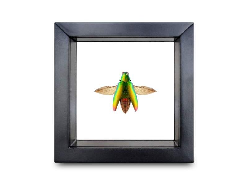 Cuadro insecto chrysochra CDMX