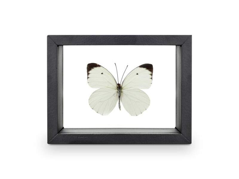 Cuadro mariposa ascia CDMX