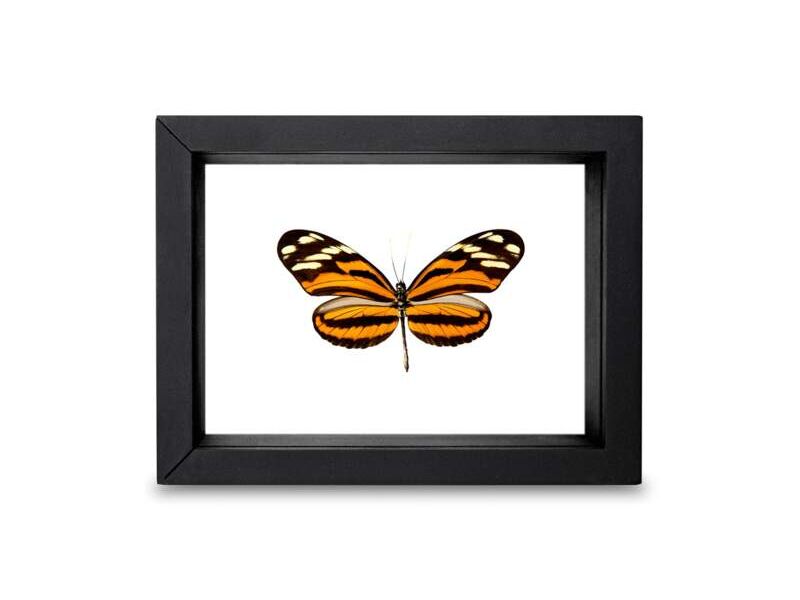 Cuadro mariposa heliconius CDMX