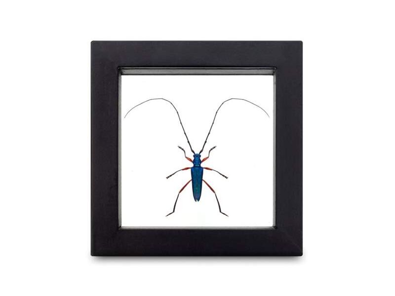 Cuadro insecto plinthocoeliumd CDMX