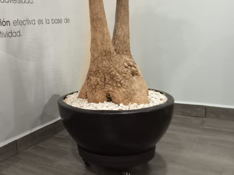 Macetera de cerámica negro Ciudad de México