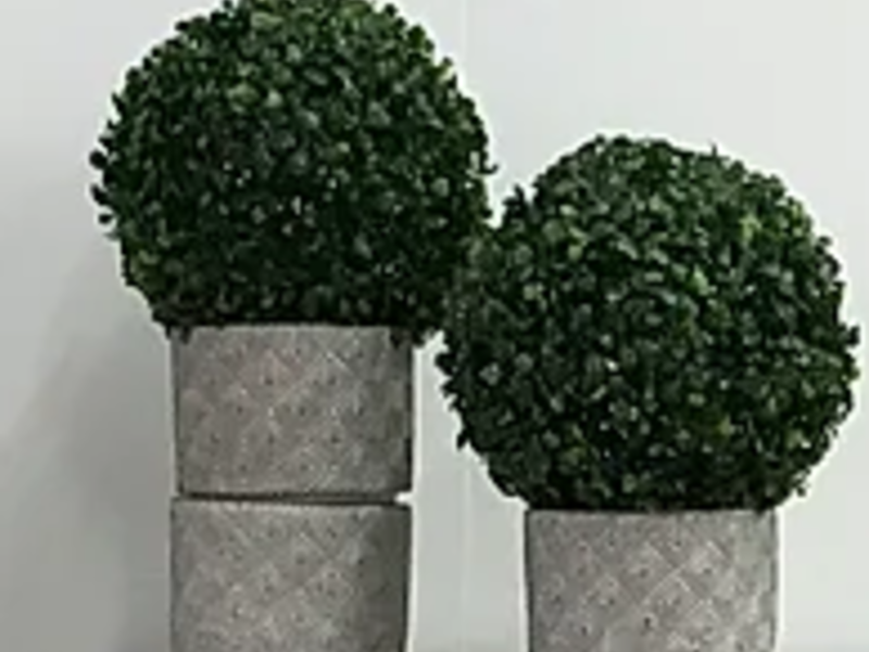 Macetas decorativas de Arboles Puebla 