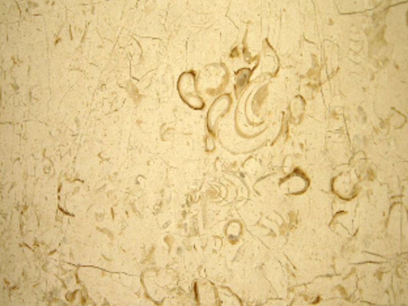 Marmol Beige Maya Aconchado Zapopan