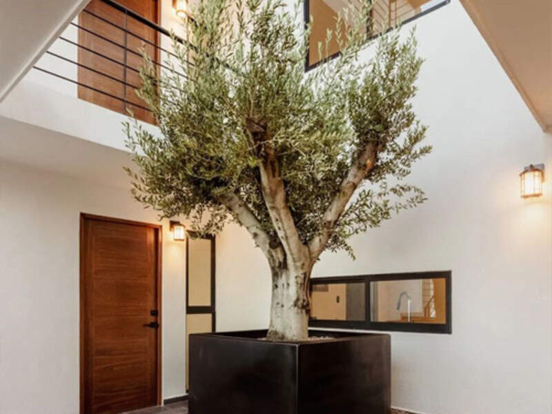 DISEÑO PATIO INTERIOR POTOSI