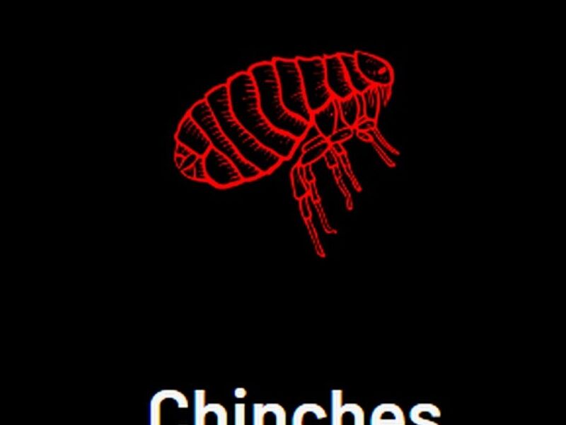 Fumigación Chinche México