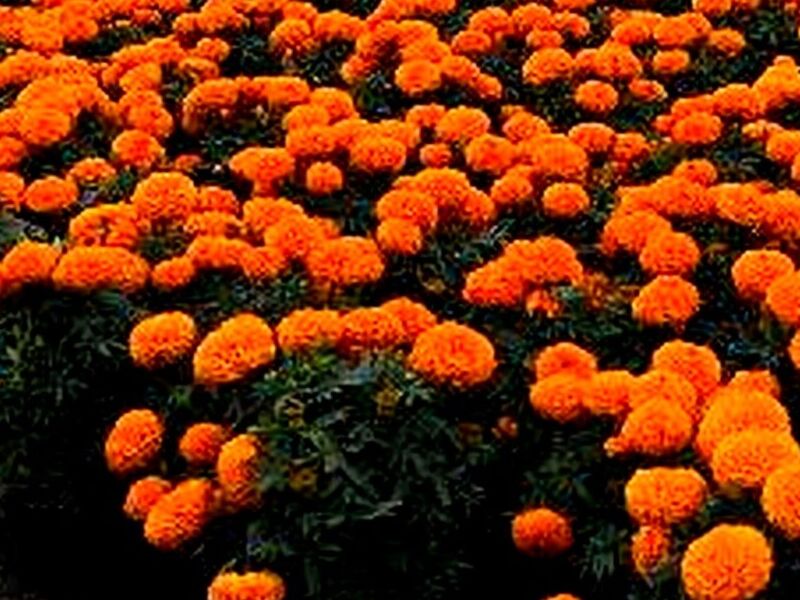 Flores CDMX