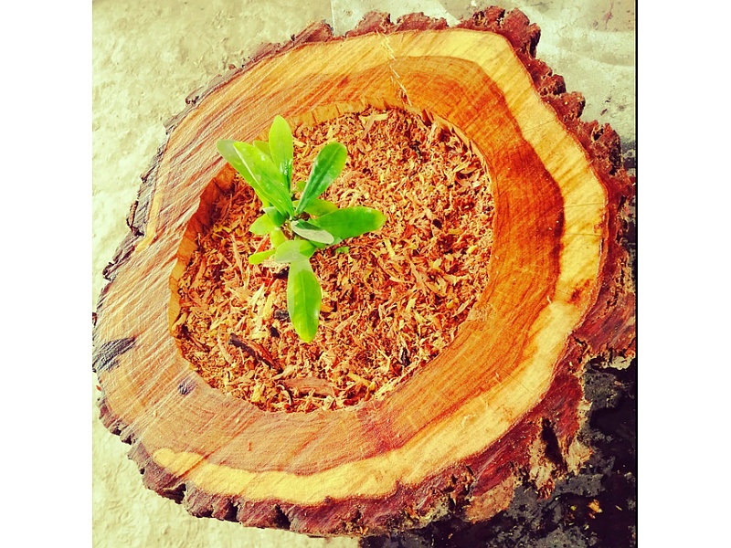 Masetero Artesanal, México, Madera