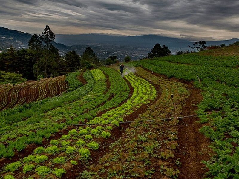 Fumigación Rural México