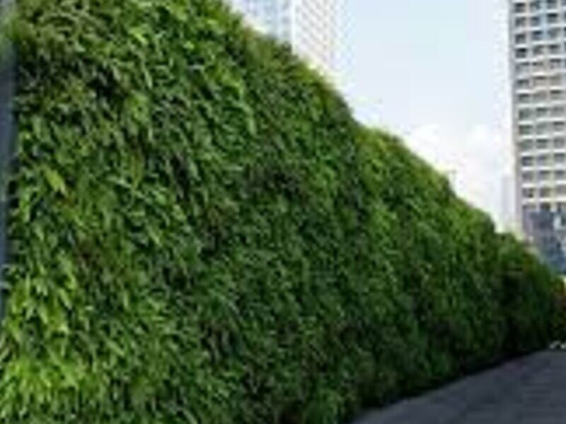 Muros Verdes Aguascalientes