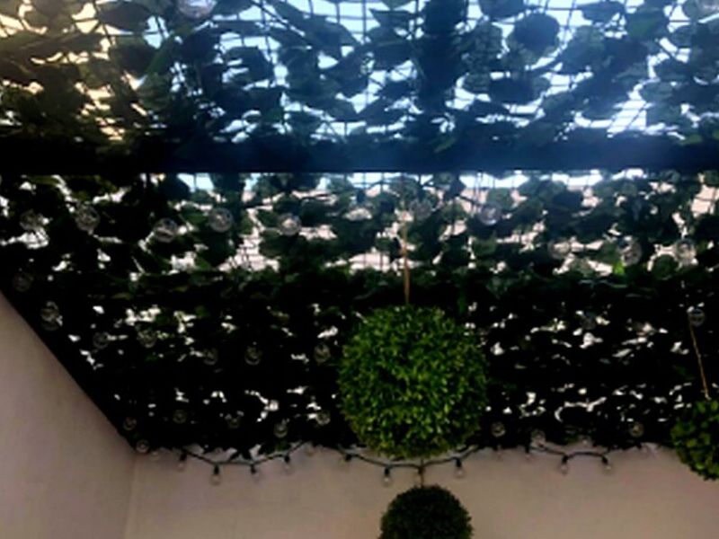 Plantas Colgantes Mexico
