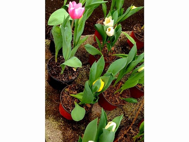 Maceta Tulipán Holandés México
