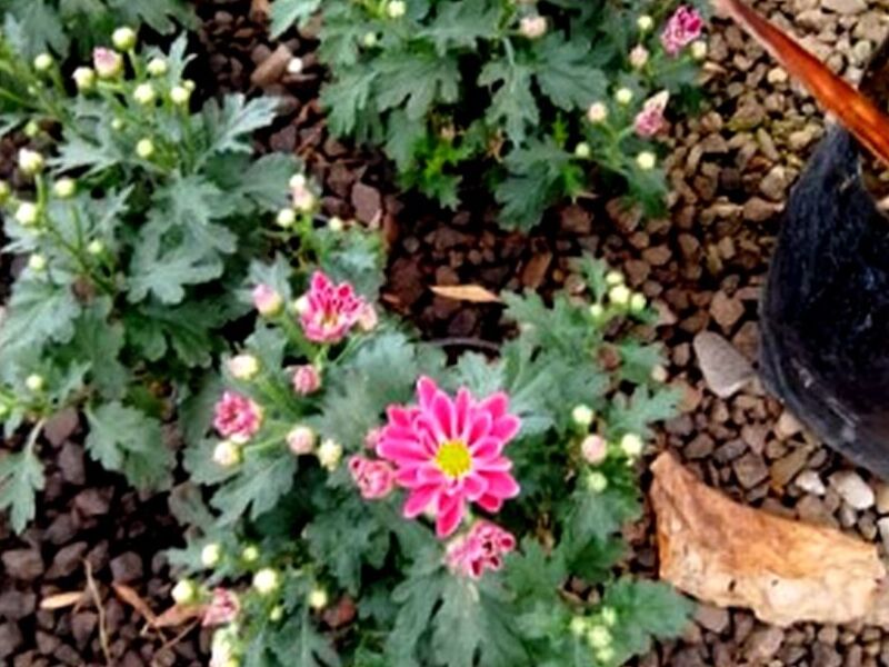 Maceta Tulipán Mexicano México