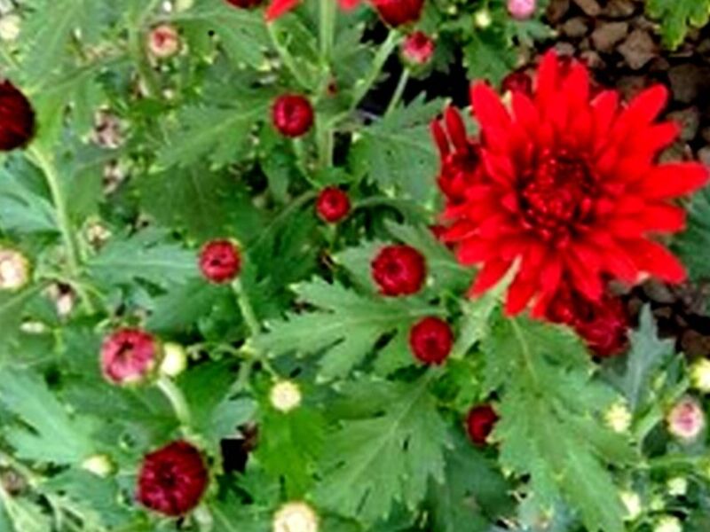 Maceta Rosa Coster México