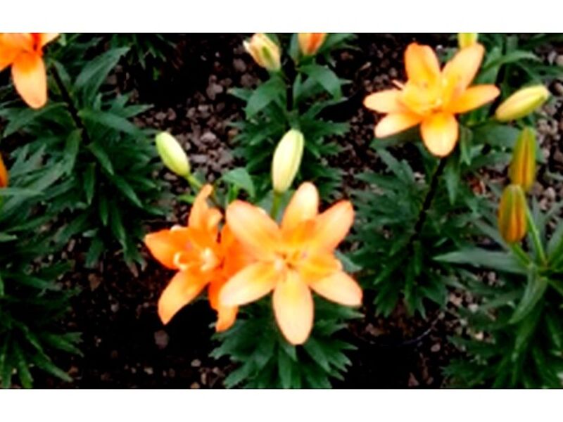 Maceta Orquídea Aurantiaca México
