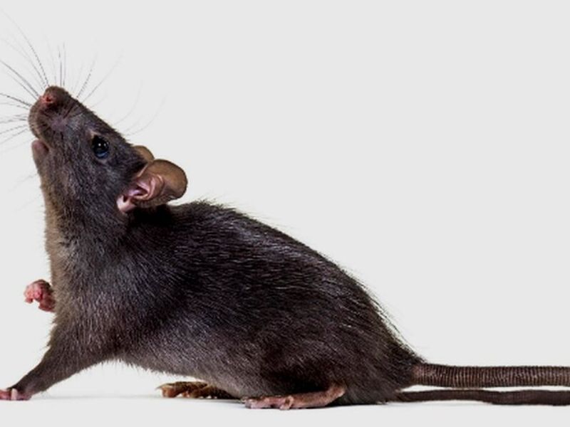 Control de ratas México