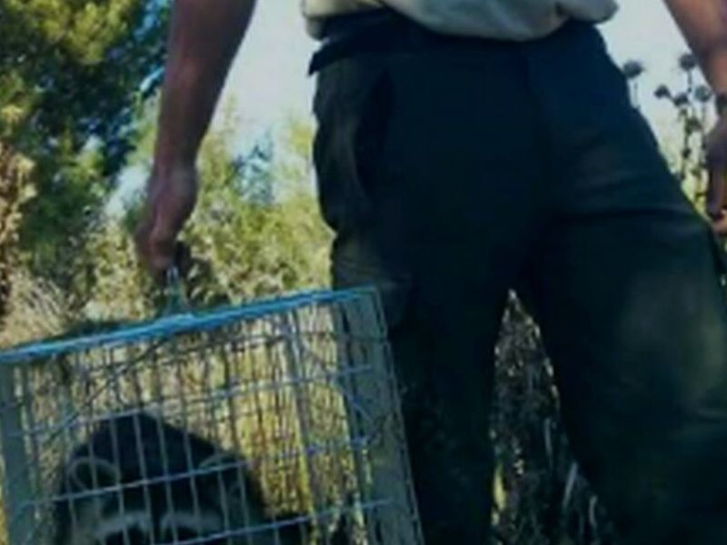 Control de Fauna Silvestre Ocasionales México