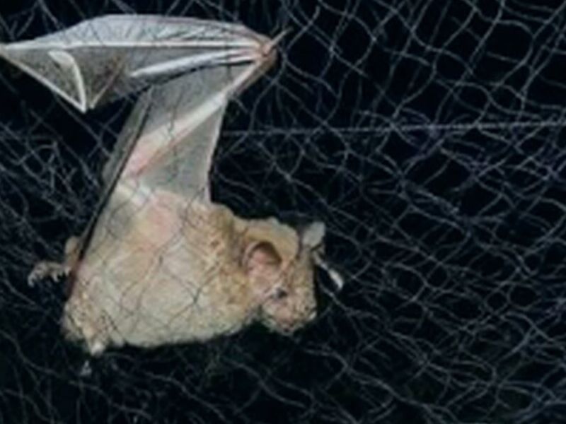 Control de Palomas y/o Murciélagos México