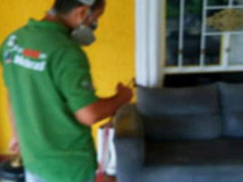 Fumigación Polilla
